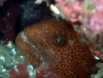 Juvenile Wolf Eel