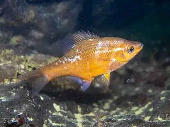 kelp perch