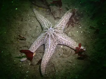 giant pink star