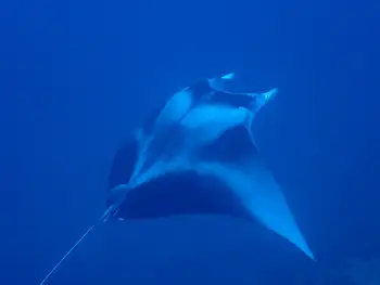 Reef Manta