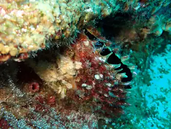 Scallop