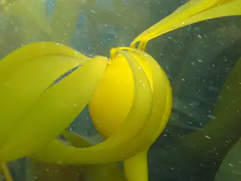 Bull Kelp