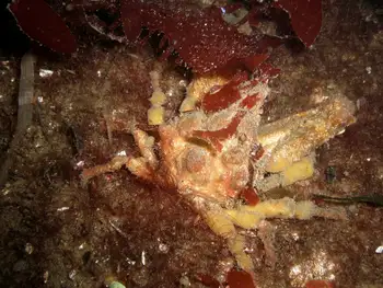 Sharp Nosed Crab