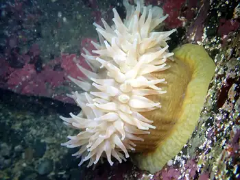 Swimming Anemone