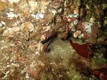 Curlyhead Spaghetti Worm