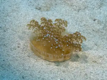 upsidedown jelly