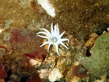 White Crowned Burrowing Anemone
