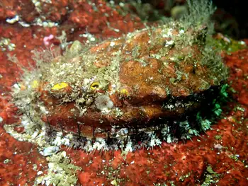 Northern Abalone
