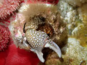 Granular Claw Crab