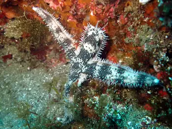 banded sand star