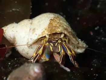 Widehand Hermit Crab