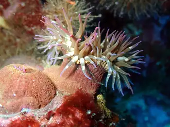 Anemones