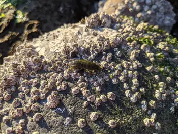amphipod