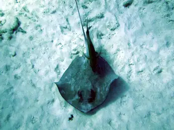 Stingray