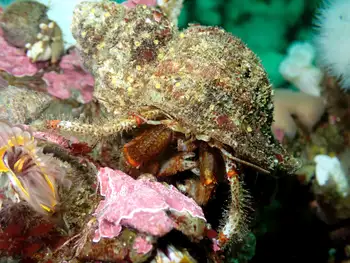 Bering Hermit Crab