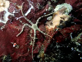 Gray Brittle Star