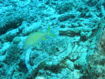 Bluestripe Grunt