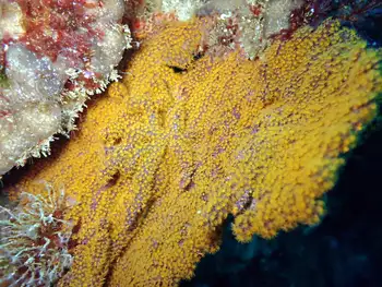 Coral