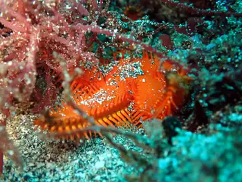 spiny sand star