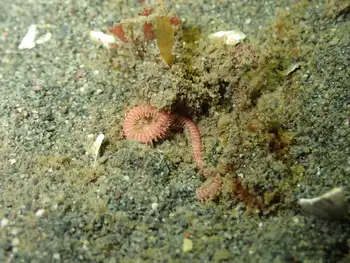 Worm