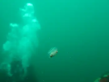 Winged Sea Slug