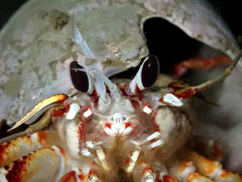Blackeyed Hermit Crab