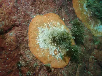 Tunicate