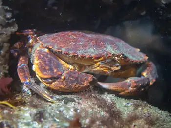 Red Rock Crab