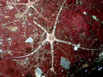 Gray Brittle Star