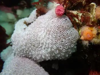 elephant ear sponge