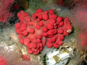 Red Soft Coral
