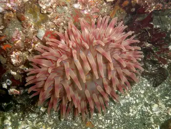 Painted Anemone