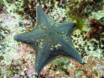 Bat Star