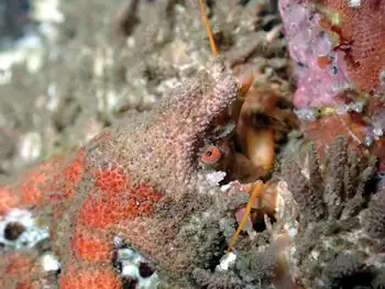 Heart Crab