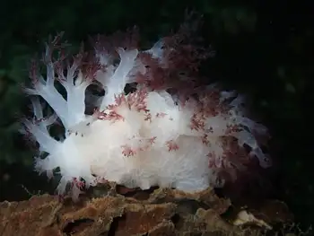 Red Dendronotid