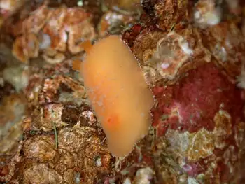 Red Sponge Dorid