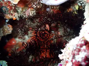 Spinose Feather Star