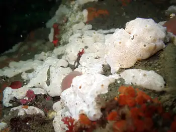 White Glove Leather Tunicate