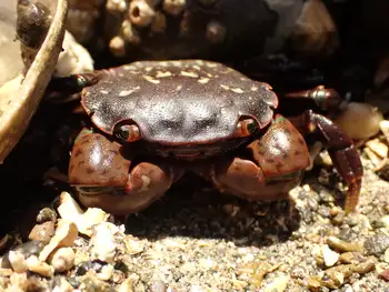 Purple Shore Crab