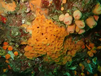 Sponge