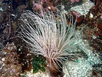 Tube Dwelling Anemone