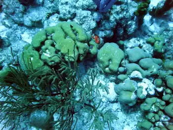 Smooth Star Coral