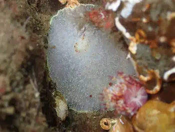 Nanaimo Nudibranch