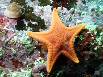 Cookie Star