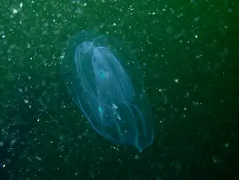 Comb Jelly