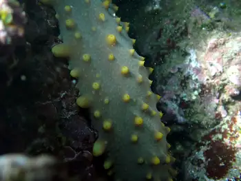 Fuscus Sea Cucumber