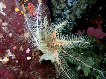 Northwest Feather Star