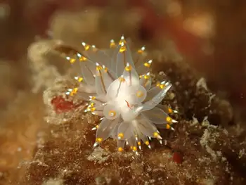 Bicolor Nudibranch