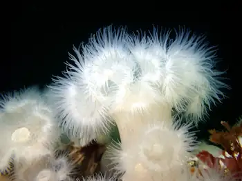 Short Plumose Anemone