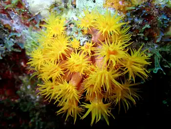 Tubastraea coccinea Coral